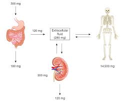 Image result for Hypermagnesemia
