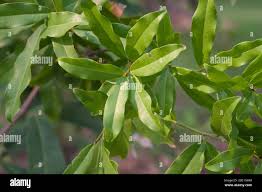 Image result for Lepisanthes senegalensis
