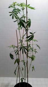 Run the lights too high power or place the lights too close, and you can damage the plant. Help My Plants Are Growing Too Tall Grow Weed Easy