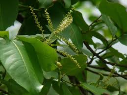 Image result for Terminalia stuhlmannii