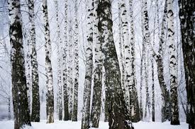 He is affiliated with medical facilities such as hca houston healthcare northwest and memorial hermann northwest hospital. Birken Im Winterpark Birke Winter Schnee