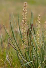 Image result for Salicornia pachystachya