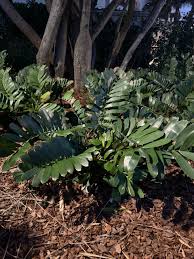 Image result for Zamia furfuracea