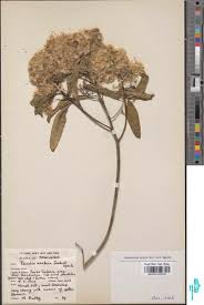 Image result for Psiadia punctulata