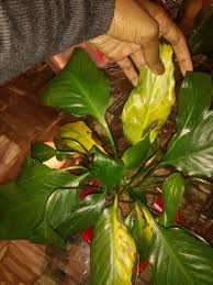 Overwatered peace lily yellow leaves. Ask A Question Forum Help 4 Peace Lily Leaves Turning Yellow With Black Spots Garden Org