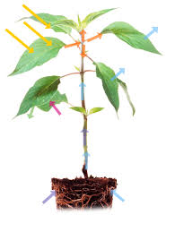 During photosynthesis, a plant traps energy from sunlight with its leaves. What Is Photosynthesis Kids Plant Facts Dk Find Out