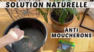 Plante d'int?rieur qui ?loigne les mouches. Eliminer Les Moucherons Des Plantes D Interieur J Ai Teste Les Nematodes Solution Naturelle Youtube