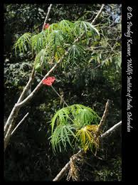 Image result for Jatropha multifida