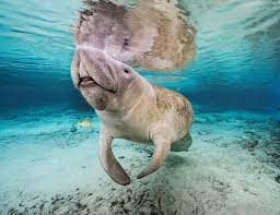 Zoologger The Sea Cow With Super Sensing Hairs New Scientist