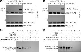 Mkk4 Mkk5 Mpk1 Mpk2 Cascade Mediates Sa Activated Leaf Senescence Via Phosphorylation Of Npr1 In Arabidopsis Springerlink Active protein kinase 2 then catalyzes the phosphorylation (& activation) of protein kinase 3. mkk4 mkk5 mpk1 mpk2 cascade mediates sa
