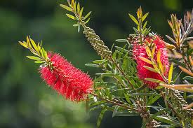 Image result for Callistemon