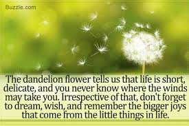 What does the lead author on these studies have to say? A Dandelion Is One Of Those Elements That Reminds Us Of The Innocence And Freedom We Experienced During Childhood T Dandelion Tattoo Picture Tattoos Dandelion