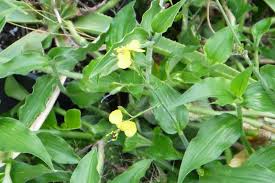 Image result for Aneilema aequinoctiale