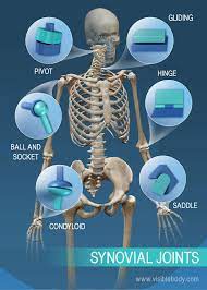 Learn Skeleton Anatomy Joints And Ligaments Synovial Joint Joints Anatomy Medical Anatomy