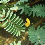 Image result for Aeschynomene fluitans