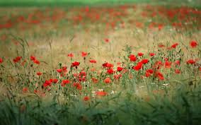 We did not find results for: Flower Field Wallpaper Hd Full Hd Wallpaper Background Flickr