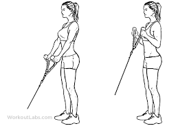 Cable Hammer Bicep Curls Workoutlabs Exercise Guide
