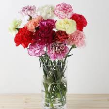 Check spelling or type a new query. Bargain Rainbow Carnations Carnations By Post From 13 99 With Free Uk Delivery Flowers By Post Free Next Day Uk Delivery