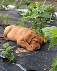 Platinum performance yellow lab puppy from yellow lab puppies for sale near me. Choc Lab Puppies For Sale Near Me Cheap Labrador Retriever Puppies For Sale Near Me Labrador Retriever Cute Labrador Puppies Labrador Retriever Puppies