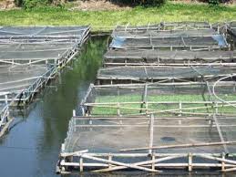 Perikanan Model Karamba Belum Diminati Di Bojonegoro Beritabojonegoro Com