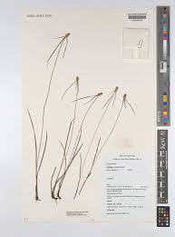 Image result for Cyperus dubius