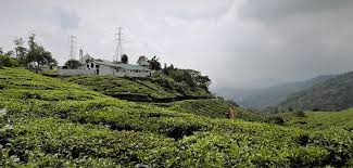 Tea leaf at plantation in munnar, kerala, india. Hd Wallpaper Munnar Kerala In India Landscape Mountain Tea Plantation Wallpaper Flare