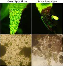 We believe in helping you find the product that is right for you. Green Spot Algae Black Spot Algae Microscopic Pictures Aquatic Plant Forum