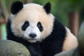 Part of our mission at panda express has always been to create a flavorful variety of american. How The Panda S Thumb Evolved Twice Scientific American