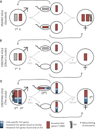 This is an important finding because it tells us about a key genetic event in human prehistory. Sex Chromosome Transformation And The Origin Of A Male Specific X Chromosome In The Creeping Vole Science