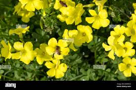 Image result for Oxalidaceae