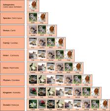 taxonomy biology for majors ii