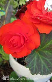 Begonia Plant Care How To Grow Care For Begonias Tuberous Begonia Plant Care Amaryllis Plant