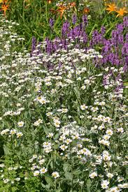 Image result for Tanacetum balsamita