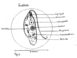 Answer key to paramecium coloring and article questions. Sample Descriptive Lab Report