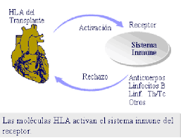 Resultado de imagen de trasplante de sustancias