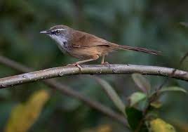 Mengetahui Perbedaan Burung Ciblek Gunung Jantan Dan Betina Burung Hewan Peliharaan Betina