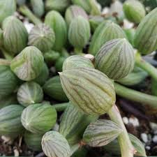 Image result for Senecio ruwenzoriensis