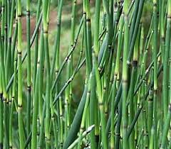 Image result for Equisetum
