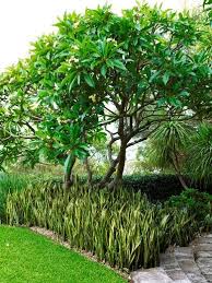 Sansevieria Trifasciata With Plumeria Sp 1 Coastal Gardens Tropical Landscaping Tropical Garden Design