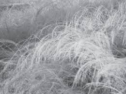 Image result for Eragrostis aethiopica