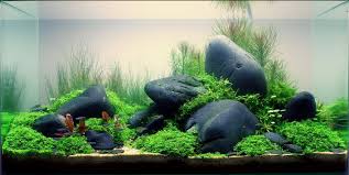 12 Jenis Batu Yang Cocok Dan Bisa Digunakan Untuk Aquascape Atagaleri Net