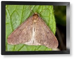 Image result for Operophtera brumata