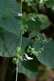 Image result for Fumariaceae