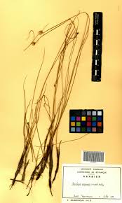 Image result for Ascolepis capensis