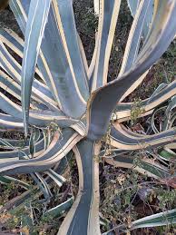 Image result for Agavaceae