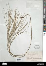 Image result for Anthericopsis sepalosa