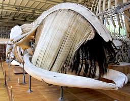 Baleen Animal Skeletons Animal Bones Skull And Bones