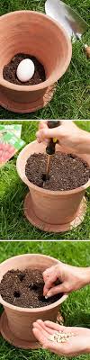Using vermiculite or sand, divide the surface into thirds. 210 Planting Seeds Ideas Planting Seeds Seeds Plants