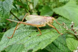 Image result for Rytigynia bridsoniae