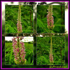 Image result for Uraria picta